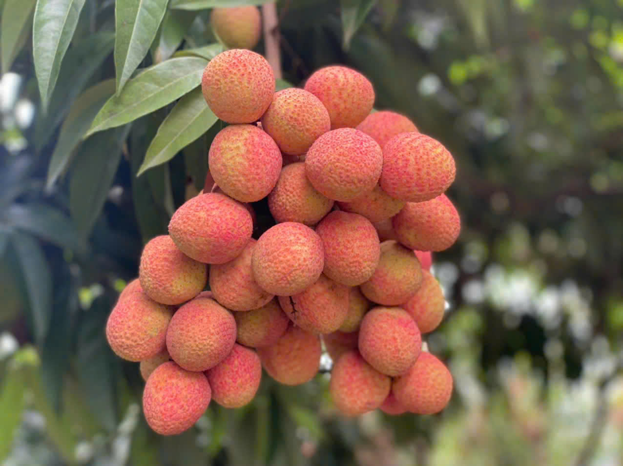 Vải Tân Yên