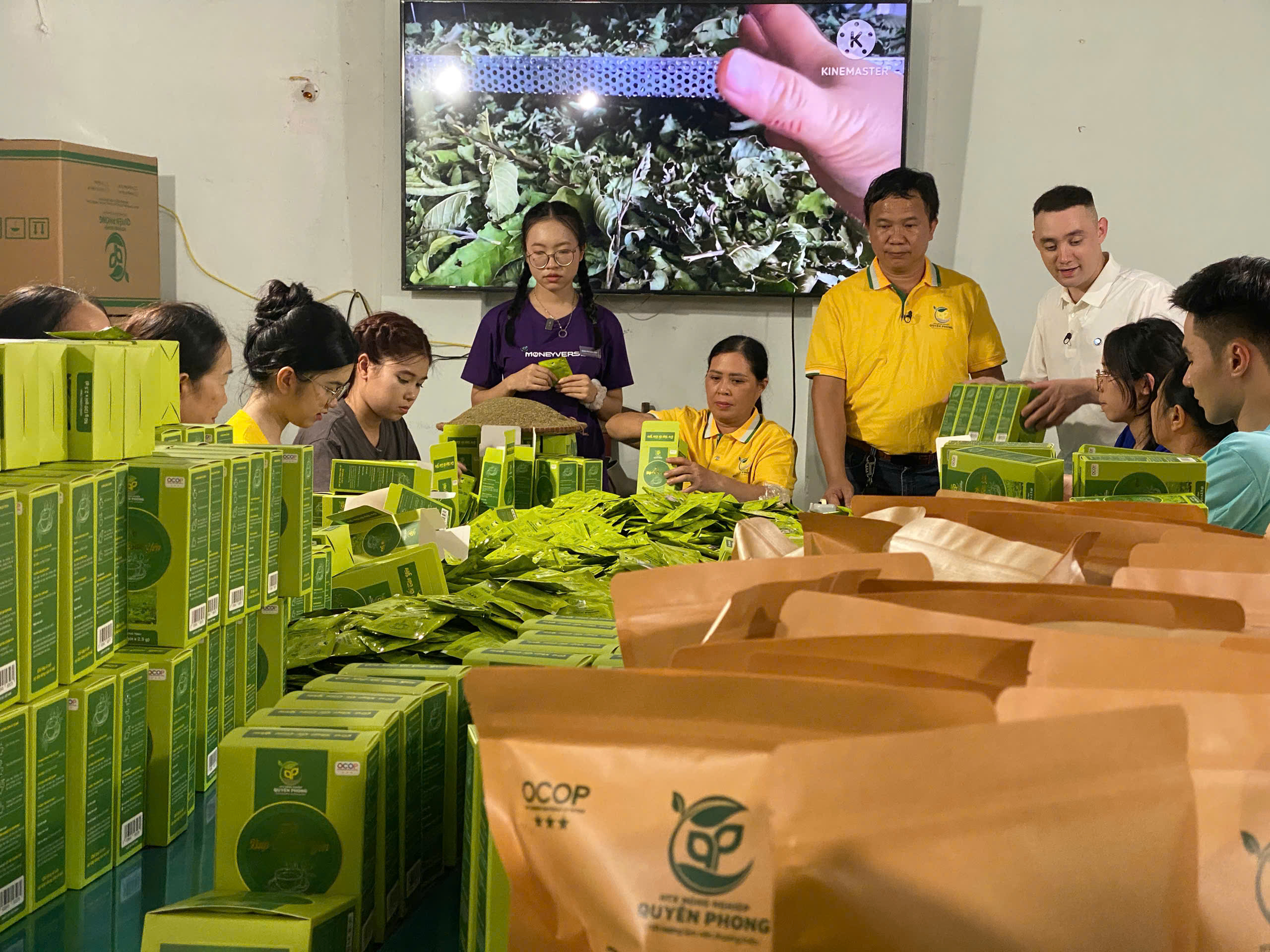 Trao đổi quy trình sản xuất trà búp ổi cùng VTV